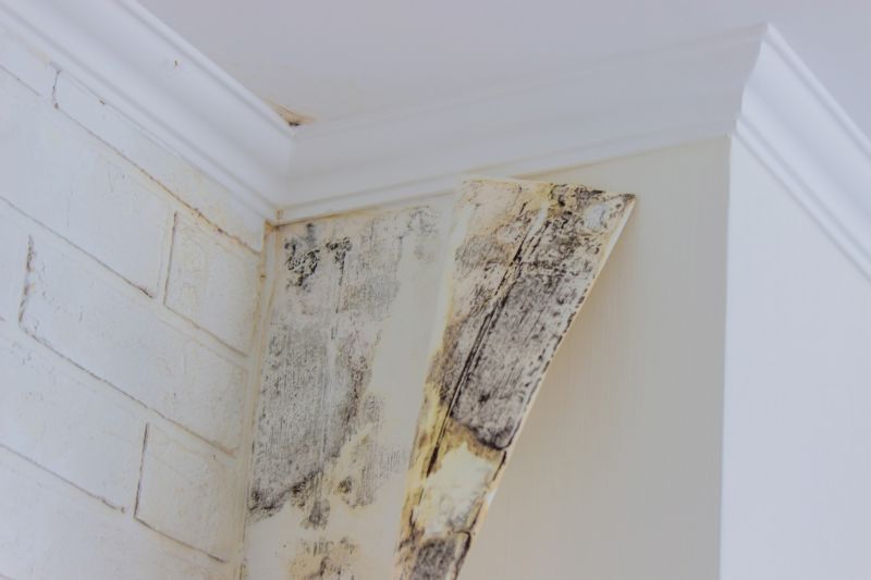 Mold Restoration in Boca Raton, FL